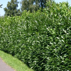 Vavrínovec lekársky (Prunus Laurocerasus) ´CAUCASICA´ - výška 15-25 cm, kont. C2L/P9 (-21°C)