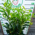 Vavrínovec lekársky (Prunus laurocerasus) ´ELLY´ - výška 100-120 cm, kont. C7,5L (-25°C) 