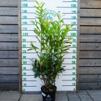 Vavrínovec lekársky (Prunus laurocerasus) ´ELLY´ - výška 100-120 cm, kont. C7,5L (-25°C) 