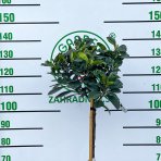 Vavrínovec lekársky (Prunus laurocerasus) ´ETNA´® - výška 100-130 cm, kont. C12L - NA KMIENKU