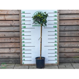 Vavrínovec lekársky (Prunus laurocerasus) ´ETNA´® - výška 120-140 cm, kont. C12L (-23°C) NA KMIENKU