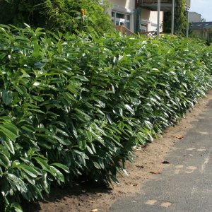Vavrínovec lekársky (Prunus Laurocerasus) ´HERBERGII´ - výška 30-40 cm, kont. P9 (-25 °C)