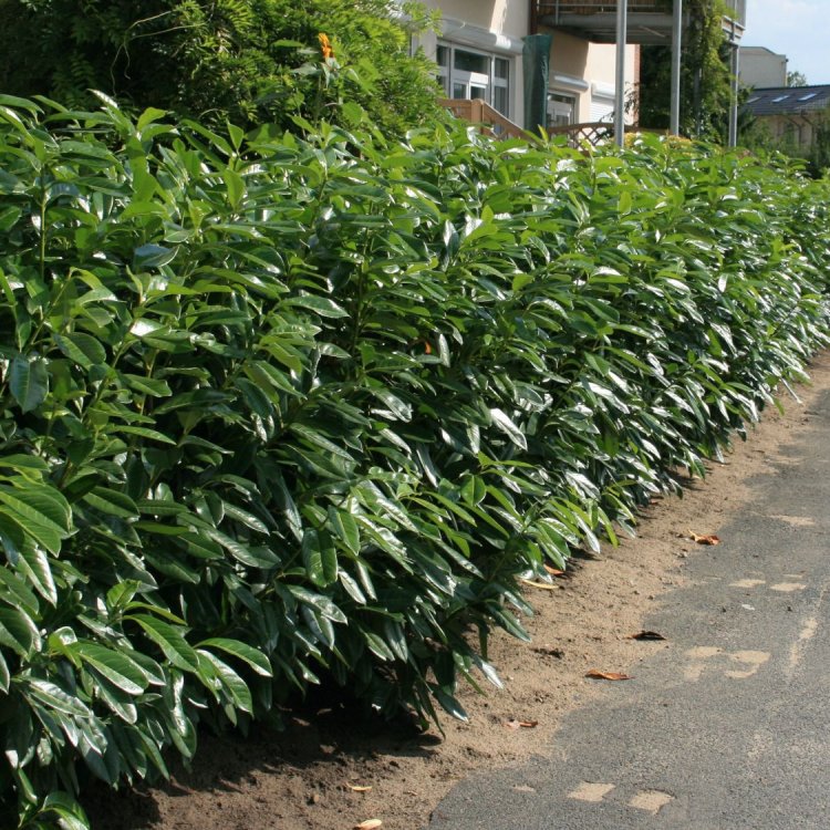 Vavrínovec lekársky (Prunus Laurocerasus) ´HERBERGII´ - výška 30-40 cm, kont. P9 (-25 °C)