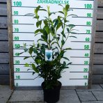 Vavrínovec lekársky (Prunus laurocerasus) ´HERBERGII´ - výška 60-80 cm, kont. C5L (-23°C)
