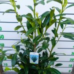 Vavrínovec lekársky (Prunus laurocerasus) ´HERBERGII´ - výška 60-80 cm, kont. C5L (-23°C)