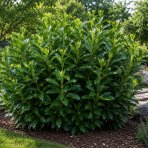 Vavrínovec lekársky (Prunus laurocerasus) ´HERBERGII´ - výška 60-80 cm, kont. C5L (-23°C)