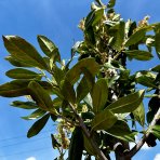 Vavrínovec lekársky (Prunus laurocerasus) ´NOVITA´ - výška 250-300 cm, obvod kmeňa 8/10 cm, kont. C25L - NA KMIENKU