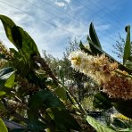 Vavrínovec lekársky (Prunus laurocerasus) ´NOVITA´ - výška 250-300 cm, obvod kmeňa 8/10 cm, kont. C25L - NA KMIENKU