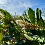 Vavrínovec lekársky (Prunus laurocerasus) ´NOVITA´ - výška 300-350 cm, obvod kmeňa 6/8 cm, kont. C25L - NA KMIENKU