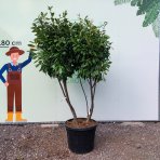 Vavrínovec lekársky (Prunus Laurocerasus) ´NOVITA´ - výška 190-220 cm, kont. C90L (-21°C) VIACKMENNÝ