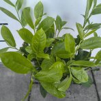 Vavrínovec lekársky (Prunus Laurocerasus) ´ROTUNDIFOLIA´ - výška 30-40 cm, kont. C3L (-21°C)