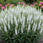 Veronika klasnatá (Veronica spicata) ‘White Jolanda’  – kont. P9/P11