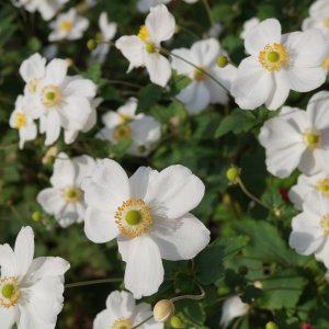 Veternica hupehenská (Anemone hupehensis) ´HONORINE JOBERT´ kont.P9