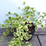 Zimozeleň väčšia (Vinca major)  ´VARIEGATA´ ∅ 30-50 cm, kont. C1.5L 