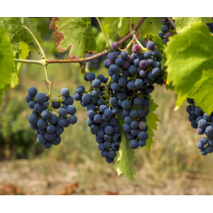 Vinič stolový (Vitis Vinifera) ´AGAT DONSKI´ - výška 30-50 cm, kont. P9
