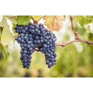 Vinič stolový (Vitis Vinifera) ´ATTIKA´ - koreňový bal