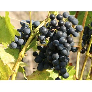 Vinič stolový (Vitis Vinifera) ´VENUS´- koreňový bal