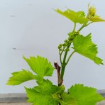 Vinič (Vitis Vinifera) ‘SEYVAL BLANC’- výška 20-30 cm, kont. P9/P11