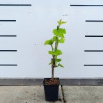 Vinič (Vitis Vinifera) ‘SEYVAL BLANC’- výška 20-30 cm, kont. P9/P11