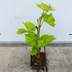 Vinič (Vitis Vinifera) ‘SEYVAL BLANC’- výška 20-30 cm, kont. P9/P11