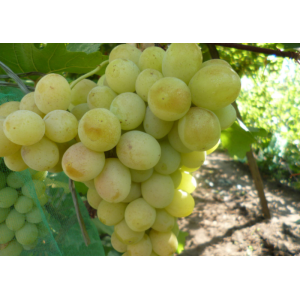 Vinič stolový (Vitis Vinifera) ´LAKEMONT´, koreňový bal