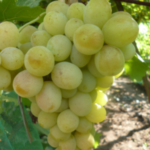 Vinič stolový (Vitis Vinifera) ´BEOGRADSKÁ BEZSEMENNÁ´, koreňový bal