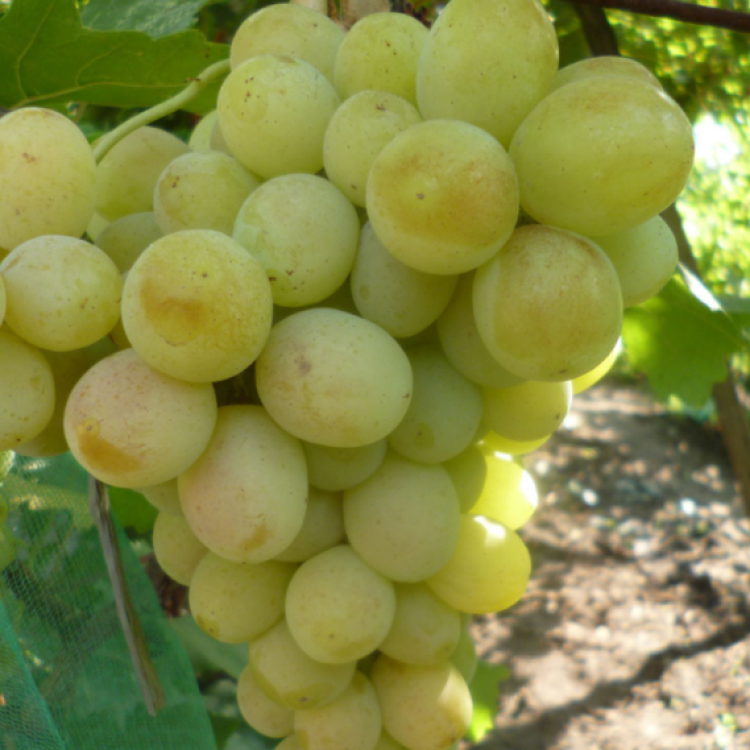 Vinič stolový (Vitis Vinifera) ´LAKEMONT´, koreňový bal