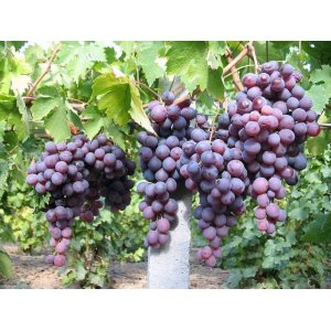 Vinič stolový (Vitis Vinifera) ´KISMIS MOLDAVSKIJ´, koreňový bal