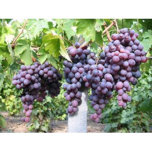 Vinič stolový (Vitis Vinifera) ´BLACK MAGIC´, koreňový bal