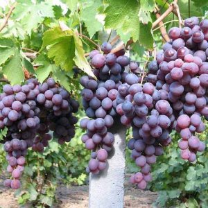 Vinič stolový (Vitis Vinifera) ´KISMIS MOLDAVSKIJ´, koreňový bal