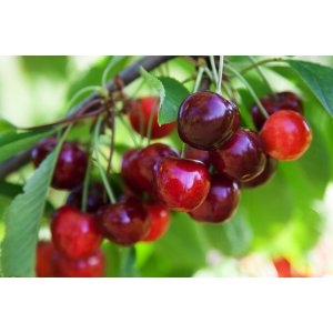 Višňa - čerešňa višňová (Prunus Cerasus) ´MORELLO´, neskorá, výška 90-120 cm, kont. C5L
