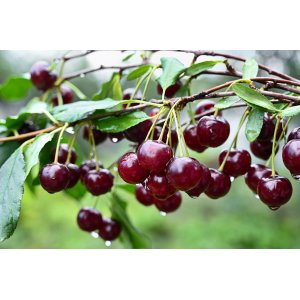 Višňa (Prunus cerasus) ´GRONIASTA´ - stredne skorá, výška 120-150 cm, voľnokorenná