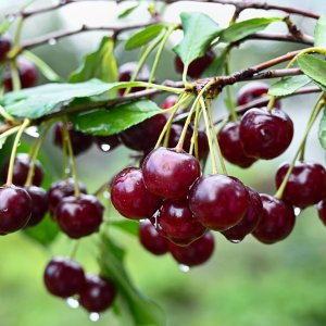 Višňa - čerešňa višňová (Prunus cerasus) ´GRONIASTA´ - stredne skorá, výška: 130-150 cm, voľnokorenná