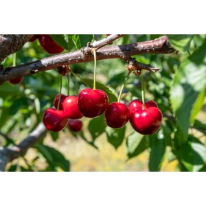 Višňa - čerešňa višňová (Prunus cerasus) ´LUTOWKA´ - stredne skorá, výška: 130-160 cm, voľnokorenná 