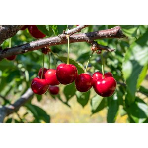 Višňa - čerešňa višňová (Prunus cerasus) ´LUTOWKA´ - stredne skorá, výška: 120-150 cm, voľnokorenná 