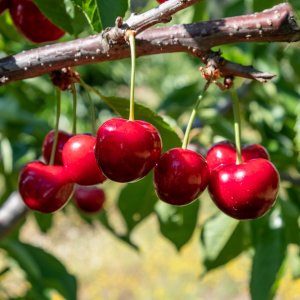 Višňa - čerešňa višňová (Prunus cerasus) ´LUTOWKA´ - stredne skorá, výška: 130-160 cm, voľnokorenná 