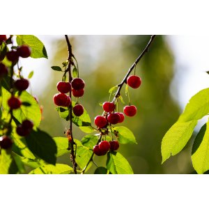 Višňa - čerešňa višňová (Prunus cerasus) ´PANDA´ - stredne skorá, výška: 120-150 cm, voľnokorenná
