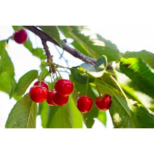 Višňa - čerešňa višňová (Prunus cerasus) ´WANDA´ - stredne skorá, výška: 110-140 cm, voľnokorenná