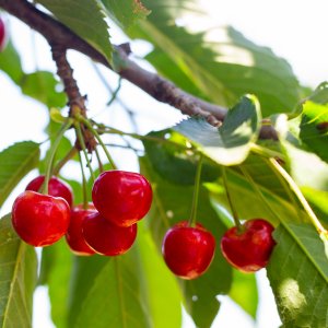 Višňa - čerešňa višňová (Prunus cerasus) ´WANDA´ - stredne skorá, výška: 110-140 cm, voľnokorenná