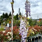  Vistéria kvetnatá (Wisteria floribunda) ´ISSAI´ výška: 150-200 cm, kont. C3L