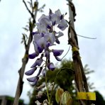  Vistéria kvetnatá (Wisteria floribunda) ´ISSAI´ výška: 150-200 cm, kont. C3L