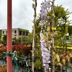  Vistéria čínska (wisteria sinensis), výška: 250-300 cm, kont. C7L