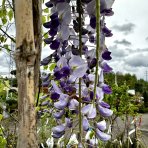 Vistéria kvetnatá (Wisteria floribunda) ´ERANTHEMA´ výška: 250-300 cm, kont. C7L