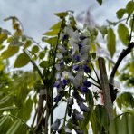 Vistéria kvetnatá (Wisteria floribunda) ´ERANTHEMA´ výška: 250-300 cm, kont. C7L