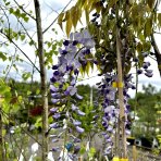 Vistéria kvetnatá (Wisteria floribunda) ´MACROBOTRYS´ výška: 150-200 cm, kont. C3L