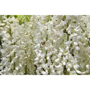 Vistéria čínska (Wisteria sinensis) ´ALBA´ - výška 100-120 cm, kont. C18L - ŠPALIÉRA