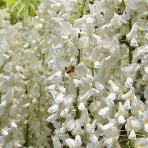 Vistéria čínska (Wisteria sinensis) ´ALBA´ výška: 100-120 cm, kont. C18L - ŠPALIÉRA