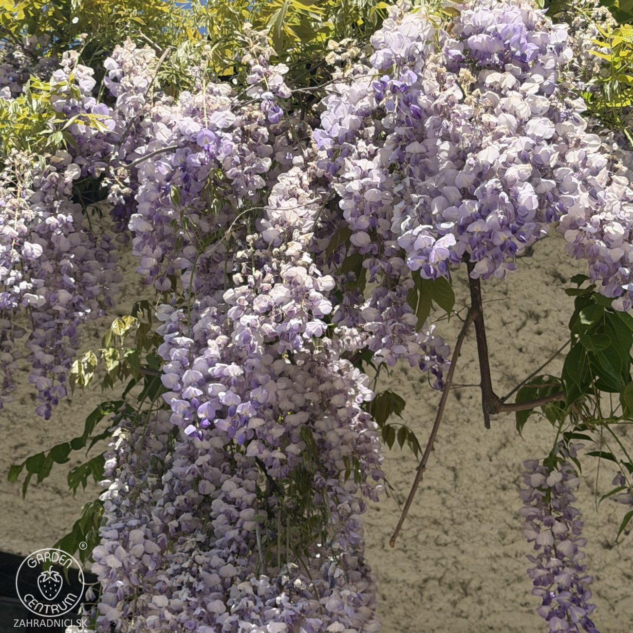 Obrázok Vistéria čínska (Wisteria sinensis) ´PROLIFIC´- výška 190-210 cm, obvod kmeňa 8/10 cm, kont. C20L - NA KMIENKU
