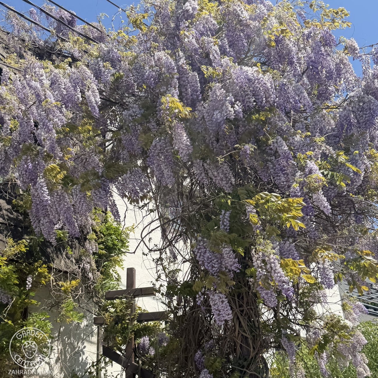 Obrázok Vistéria kvetnatá (Wisteria floribunda) ´LAWRENCE´ - výška 180-210 cm, kont. C3L