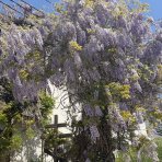 Vistéria kvetnatá (Wisteria floribunda) ´LAWRENCE´ - výška 180-210 cm, kont. C3L